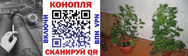 Канабис SATIVA & INDICA  Афипский 